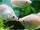 Kissing Gourami