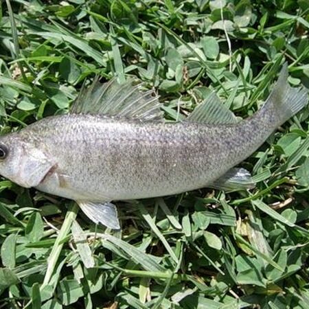 Balkhash Perch | Animal Database | Fandom