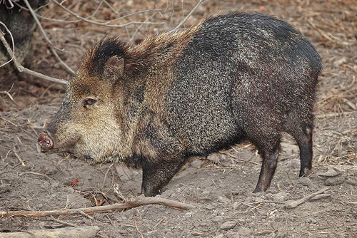 A Collared Peccary