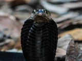 Equatorial Spitting Cobra