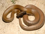 Inland Taipan