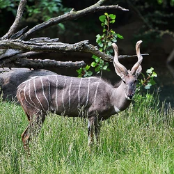 Lesser Kudu