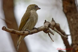 Pallid-honeyguide-IMG 3393