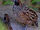 Black-fronted Wood Quail