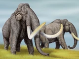 Steppe Mammoth