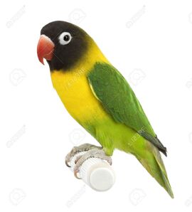 4934496-Masked-Lovebird-in-front-of-a-white-background-Stock-Photo-lovebird-parrot