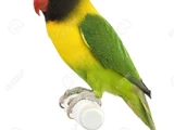 Yellow-collared Lovebird