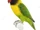 Yellow-collared Lovebird