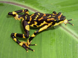 Costa Rican Variable Harlequin Toad