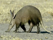 Aardvark.jpg (55 KB)