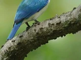 Collared Kingfisher