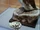 Great Auk