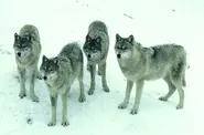 Grey Wolf16.webp (63 KB)