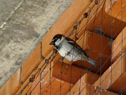 Italian sparrow male