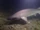 Bluntnose Sixgill Shark