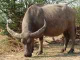 Water Buffalo