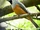Black-faced Monarch