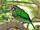 Spotted Catbird