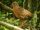 Bearded Wood Partridge