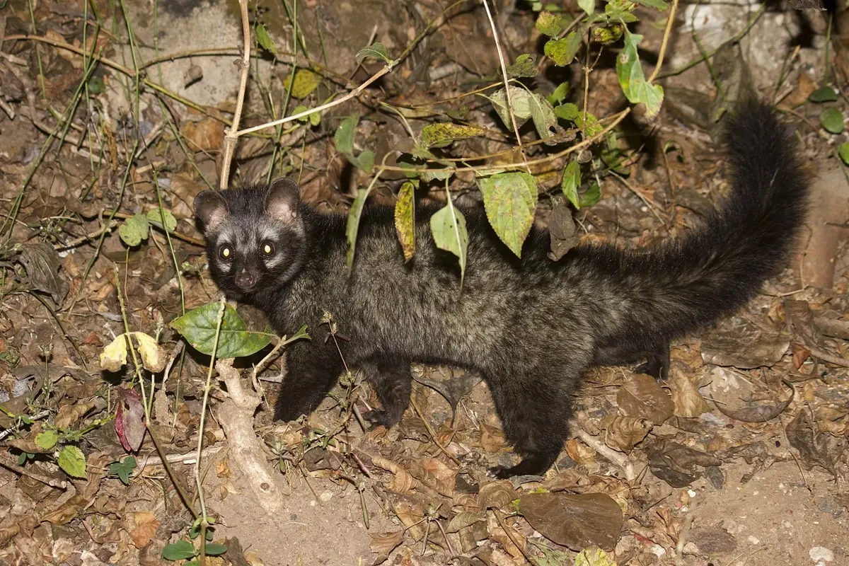 Asian Palm Civet | Animal Database | Fandom