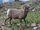 Bighorn Sheep