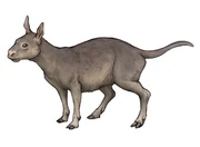 Cainotherium-1