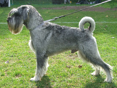 Schnauzer hot sale tail docking