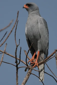 Flickr - Rainbirder - Dark Chanting Goshawk (Melierax metabates)