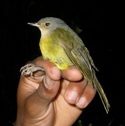 Gray-crowned Tetraka