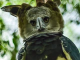 Harpy Eagle
