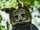 Harpy Eagle