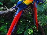 Scarlet Macaw