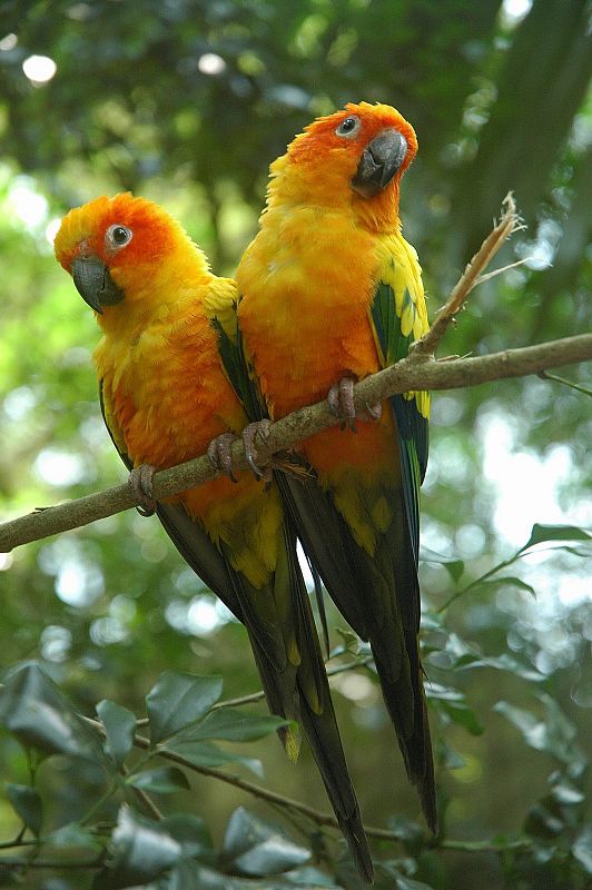 Weighed My Sun Conure Today  Best in Flock - A Parrot Blog