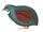 Blue Quail