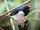 Crimson-fronted Cardinal