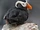 Tufted Puffin