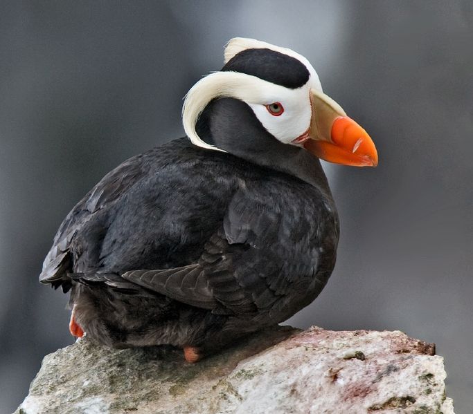 Tufted Puffin Facts — SeaDoc Society