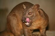 TheFossa