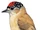 Ochraceous Piculet