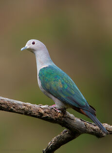 67G0386-Green-Imperial-Pigeon