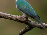 Green Imperial Pigeon
