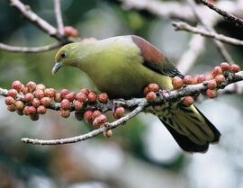 Ba2 whistling green pigeon