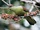 Whistling Green Pigeon