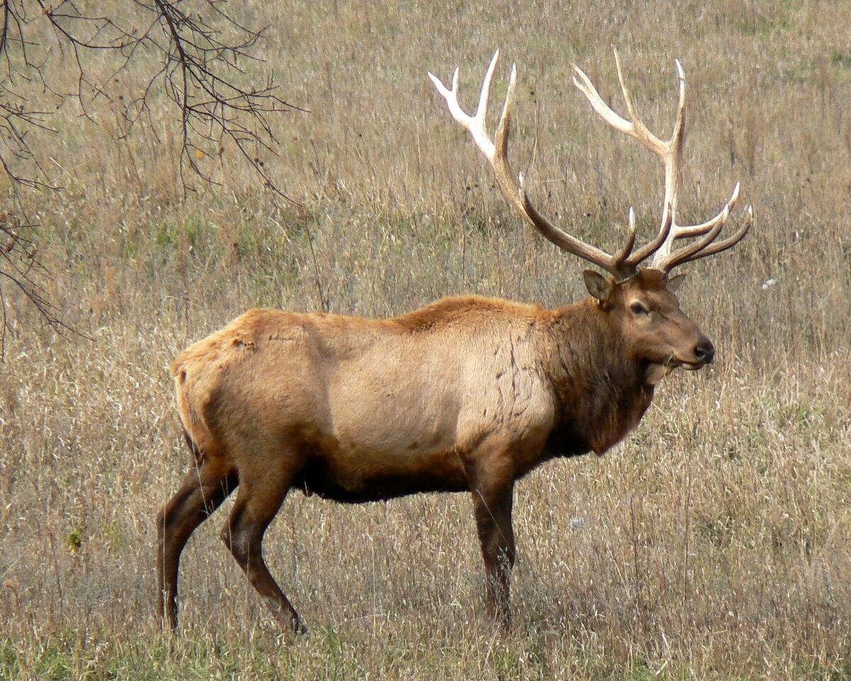 Elk, Animal Database