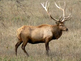 Elk