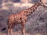 Reticulated Giraffe
