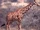 Reticulated Giraffe