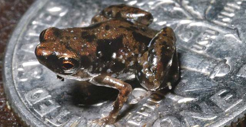 Mini (frog) - Wikipedia