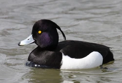Tufted-Duck-Pictures
