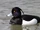 Tufted Duck